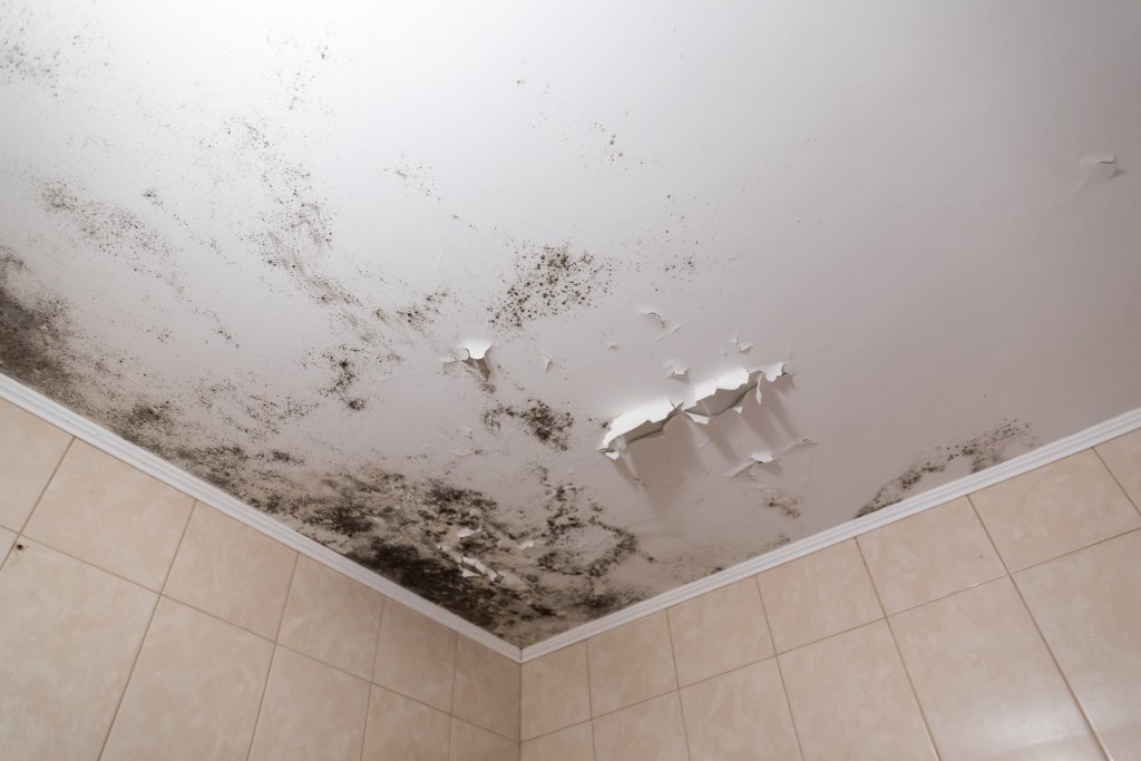 Effective Strategies to Tackle Damp and Mould